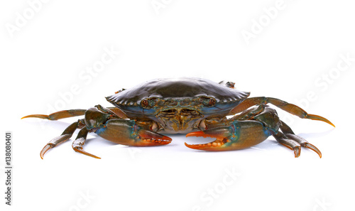 Mud crab isolate on white background