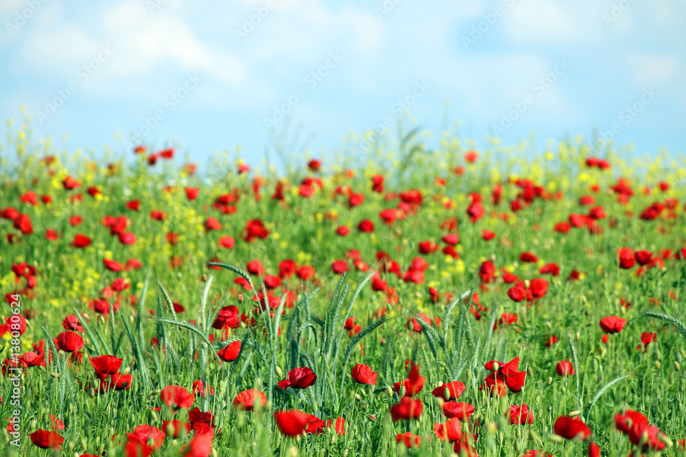 red poppies flowers field and blue sky with clouds landscape