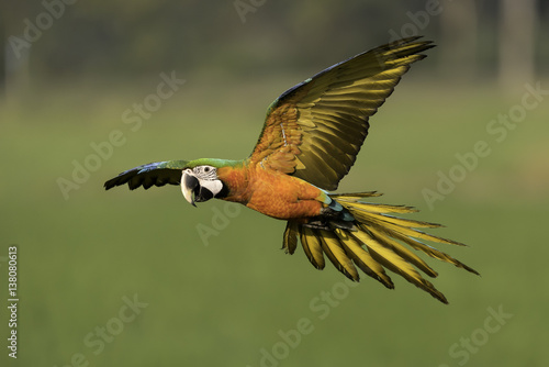 beautiful parrot flying in nature farm