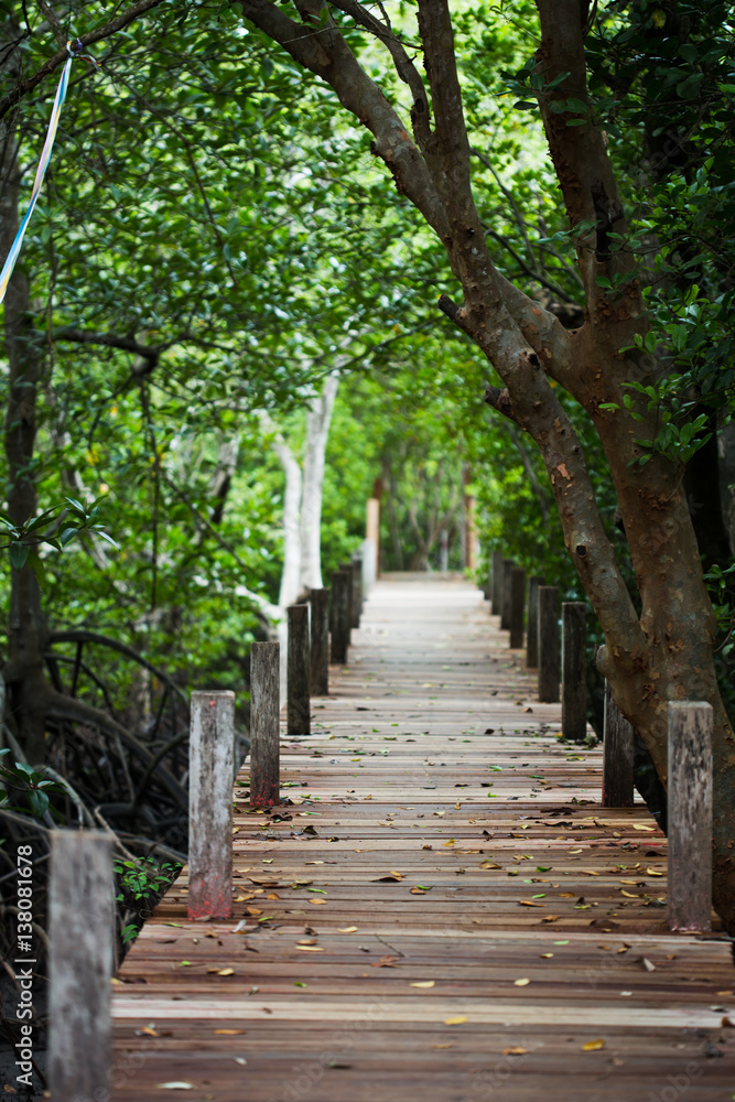 The wooden walkway in the forest