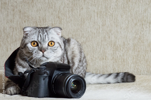gray tabby is studying camera
