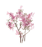 Watercolor pink tree isolated on white. Blossom bush. Spring. Cherry tree. Sakura.