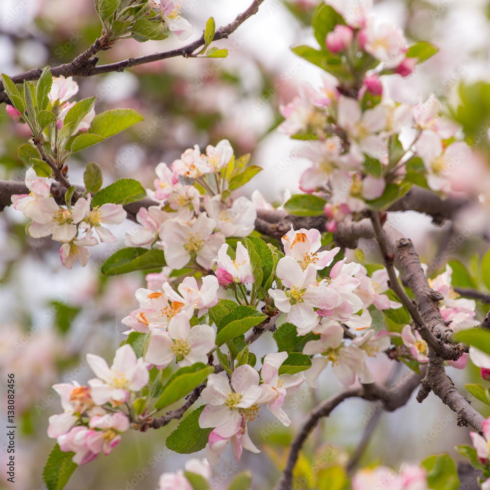Pink cherry blossom flowers close-up Pink cherry blossom flowers close-up