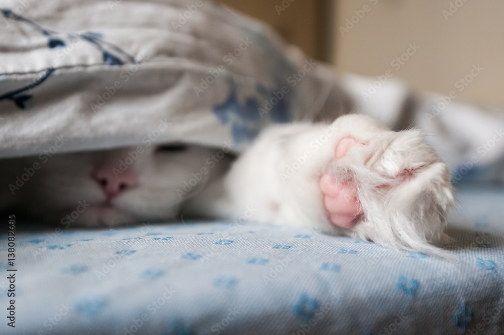 Cat sleeps under the blanket. Looks like making selfie.