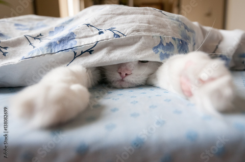 Cat sleeps under the blanket. Looks like making selfie.