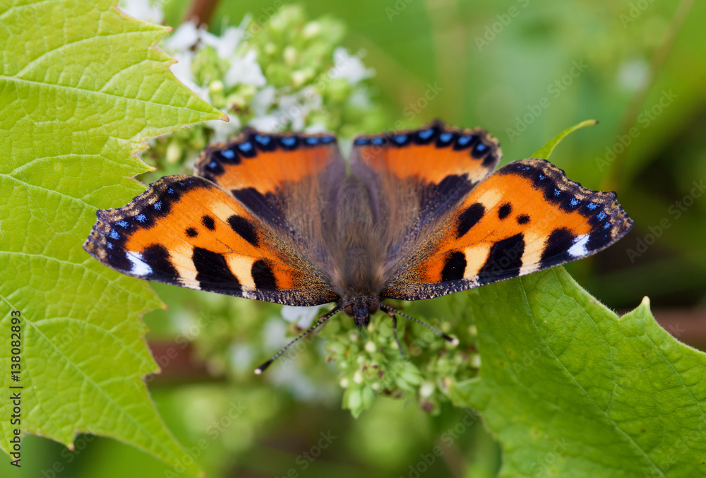 Small tortoiseshell, (Aglais urticae) Small tortoiseshell, (Aglais urticae)