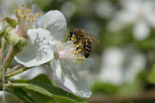 Honeybee collecting nectar and pollen on the apple-tree flower