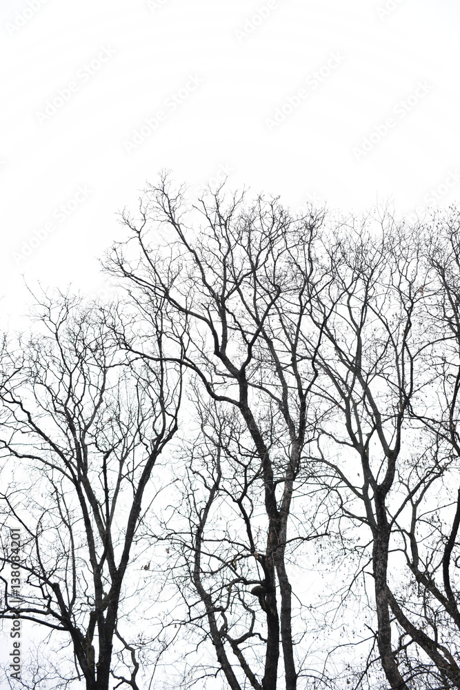 Branches of trees against the sky Branches of trees against the sky