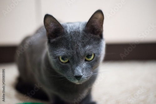 gray cat with a stern look