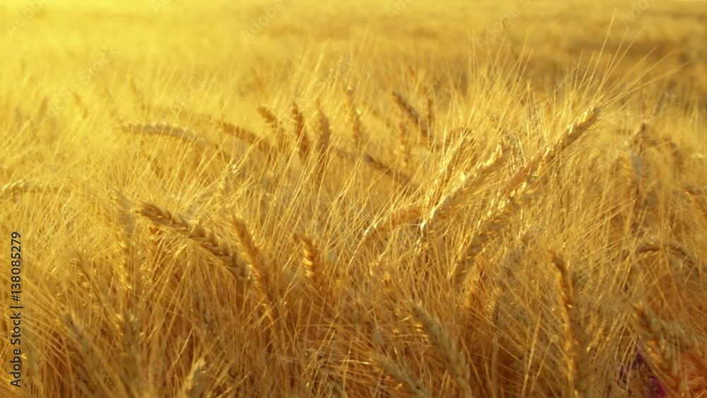 Wheat field. Golden Ears of ripe wheat swaing on the wind at sunrise. Kherson region before war 2022, Ukraine Wheat field. Golden Ears of ripe wheat swaing on the wind at sunrise. Kherson region before war 2022, Ukraine