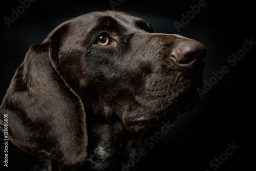 Cute German pointer dog close-up portrait, studio shot