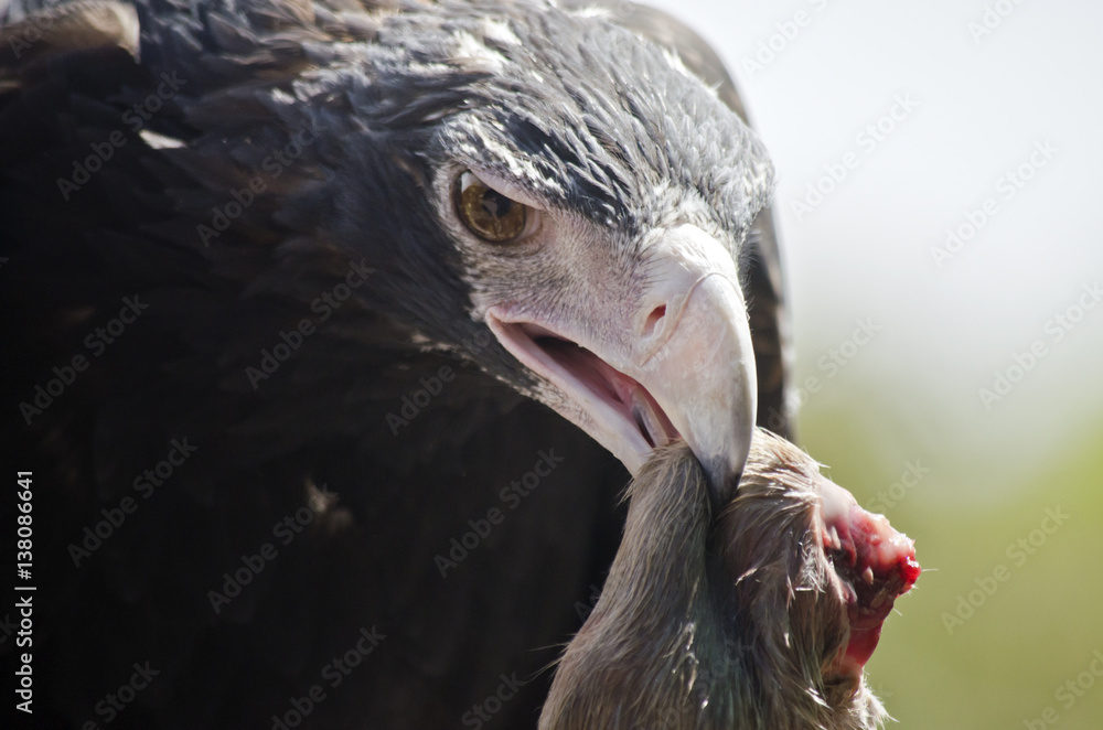 Obraz premium wedge tailed eagle