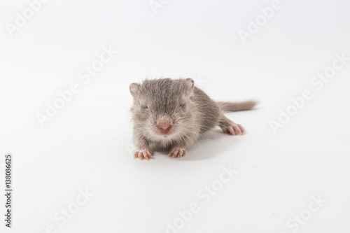 Puppy Mongolian gerbil, Desert Rat