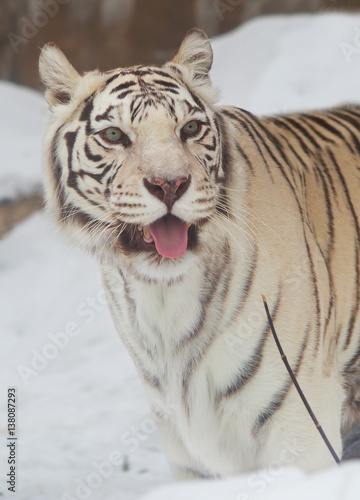 Бенгальский (белый) тигр