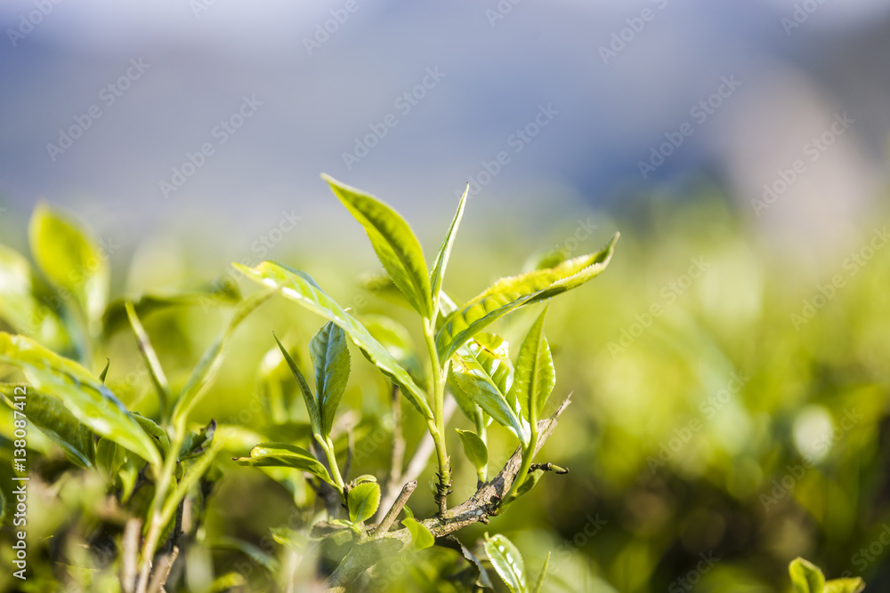 Green tea bud and fresh leaves. Tea plantations at Moc chau district, Vietnam Green tea bud and fresh leaves. Tea plantations at Moc chau district, Vietnam