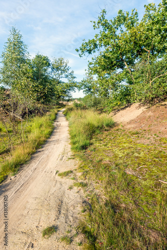 Vertical image of a dirt path in a Dutch dune area