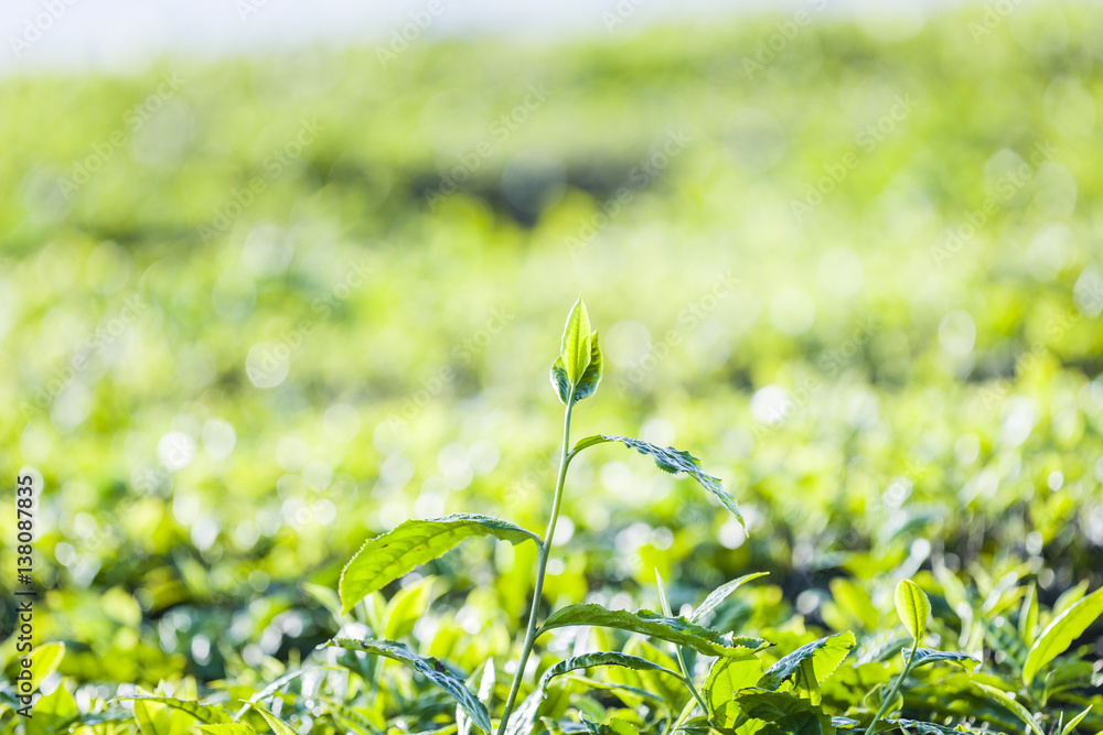 Green tea bud and fresh leaves. Tea plantations at Moc chau district, Vietnam Green tea bud and fresh leaves. Tea plantations at Moc chau district, Vietnam