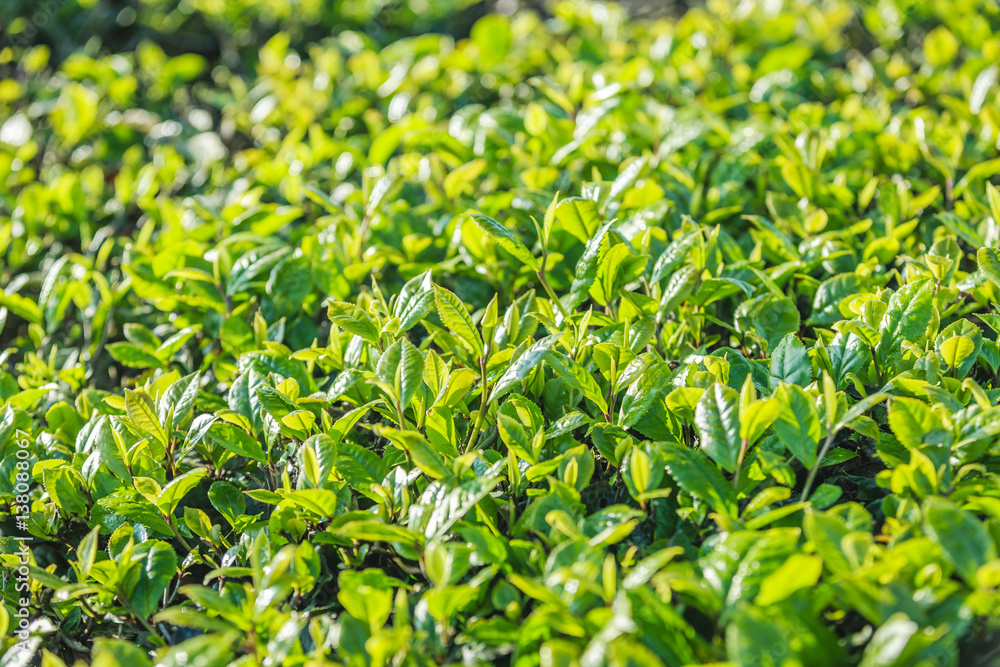 Green tea bud and fresh leaves. Tea plantations at Moc chau district, Vietnam Green tea bud and fresh leaves. Tea plantations at Moc chau district, Vietnam