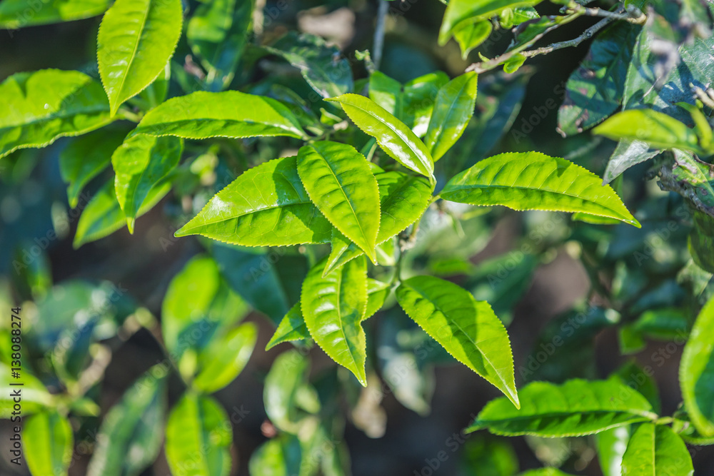 Green tea bud and fresh leaves. Tea plantations at Moc chau district, Vietnam Green tea bud and fresh leaves. Tea plantations at Moc chau district, Vietnam