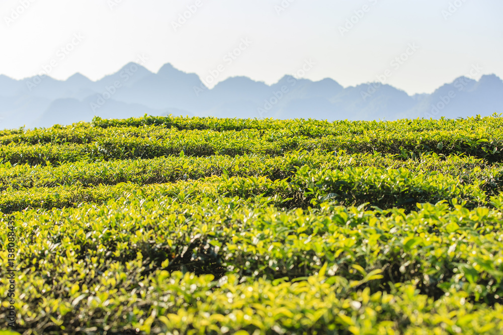 Green tea hills
