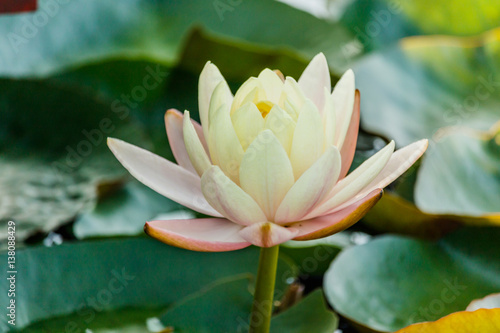 beauty white lotus flower