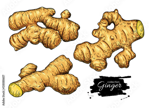 Ginger root vector hand drawn set. Engraved style illustration. 