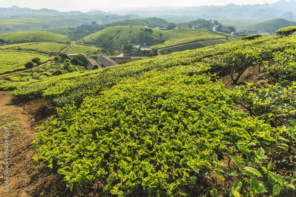 Obraz premium Hill green tea