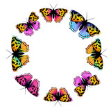 beautiful butterflies, circle,isolated  on a white