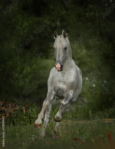 silver grey free horse runs free