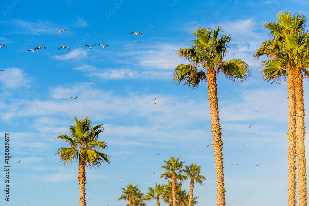Fototapeta premium Palm trees and seagulls in San Diego