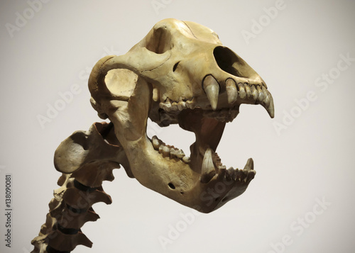 фотографія A Cave Bear Neck and Skull, Ursus spelaeus