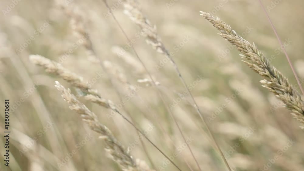 Dry field of decorative plants waving in slow motion 1920X1080 HD footage - Shallow DOF high summer grass in the field swinging on windy day slow-mo 1080p FullHD video