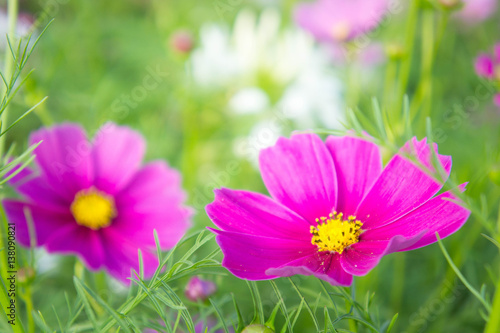 autumn  background  beautiful  beauty  bloom  blooming  blossom  botany  bright  closeup  color  colorful  cosmos  countryside  decorative  detail  environment  field  flora  floral  flower  fresh  ga