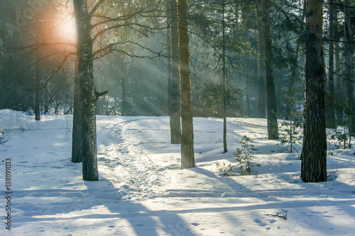 Winter pine forest on a sunny day. photo