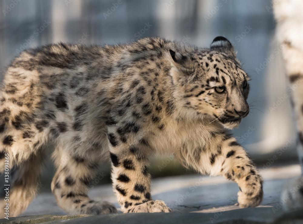 Schneeleopard Schneeleopard
