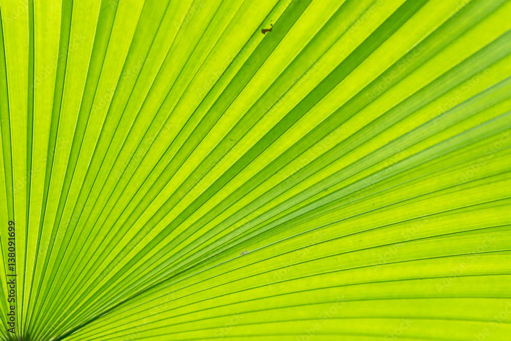 Texture of a green leaf as background