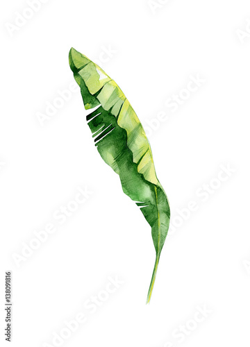 Watercolor illustration of tropical leaves, dense jungle. Tropic summertime m...