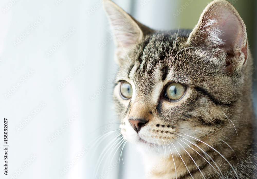 Grey cat is looking through the window portrait closeup
