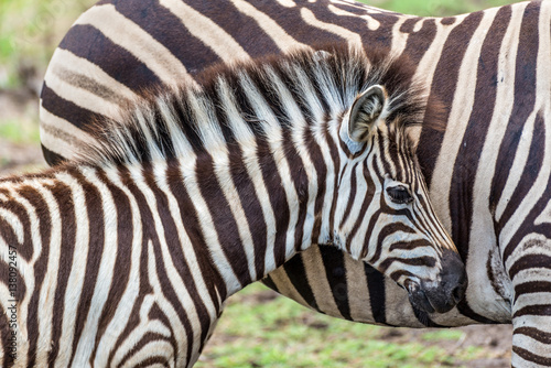 Zebras on Casela Park - Mauritius