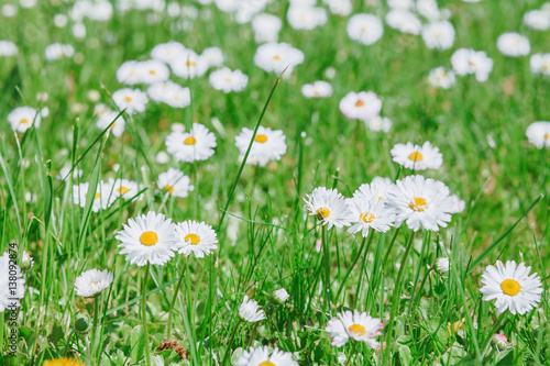 Spring background with flowers. White daisies in green grass on lawn. Closeup. 