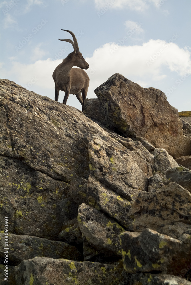 A goat on a mountain A goat on a mountain