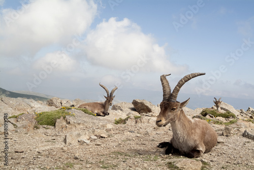 Three goats resting on a mountain