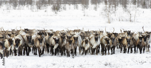 Reindeers migrate for a best grazing in the tundra nearby of polar circle in a cold winter day
