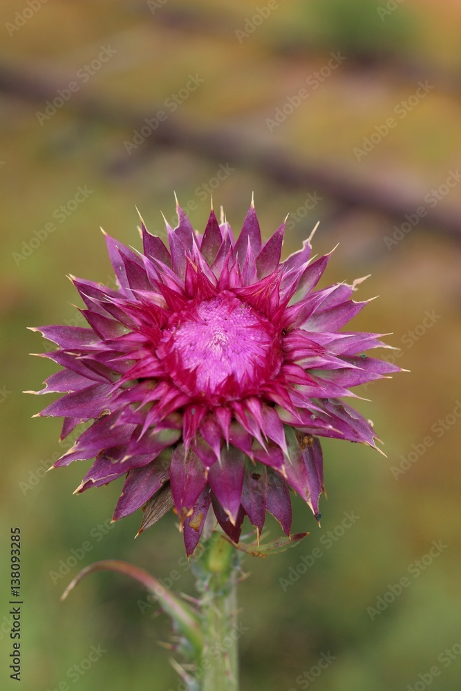 Obraz premium Thistle