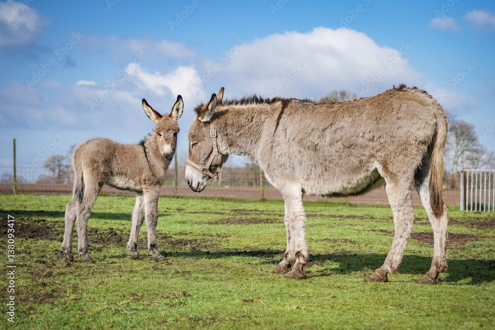 Esel mit Fohlen in der Frühlingssonne Esel mit Fohlen in der Frühlingssonne