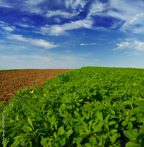 green clover field