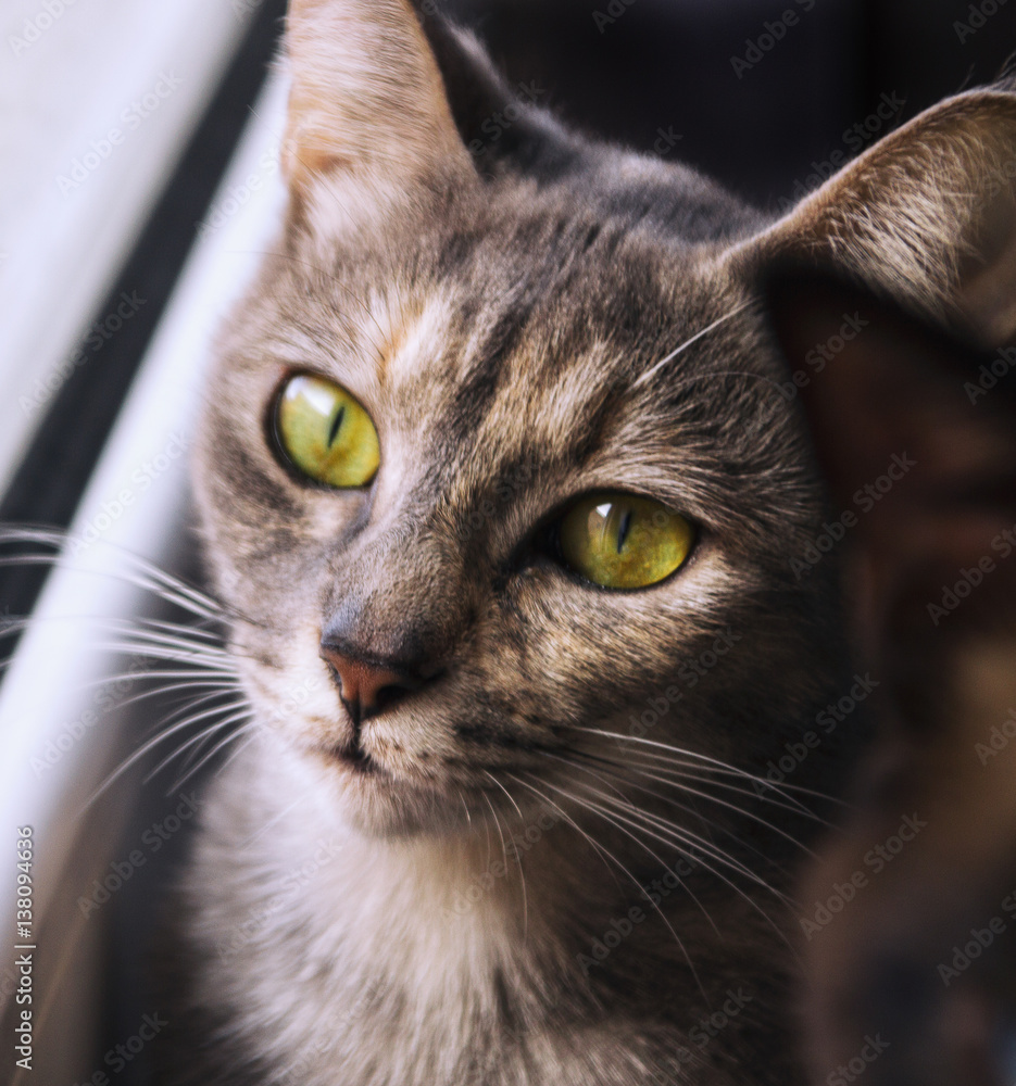 Precioso retrato de un gato carey gris foto de Stock | Adobe Stock