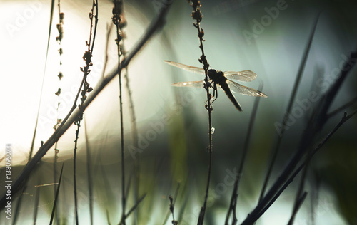 dragonfly resting in a biotope photo