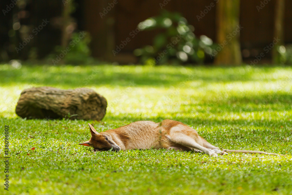 Fototapeta premium Relaxing wallaby. Natural background with sleeping kangaroo in sunny day. Singapore