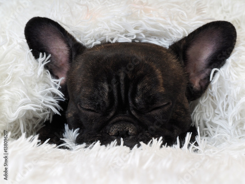 black dog is sleeping under a fluffy white blanket